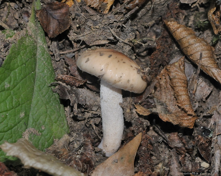 Hygrophorus roseodiscoideus